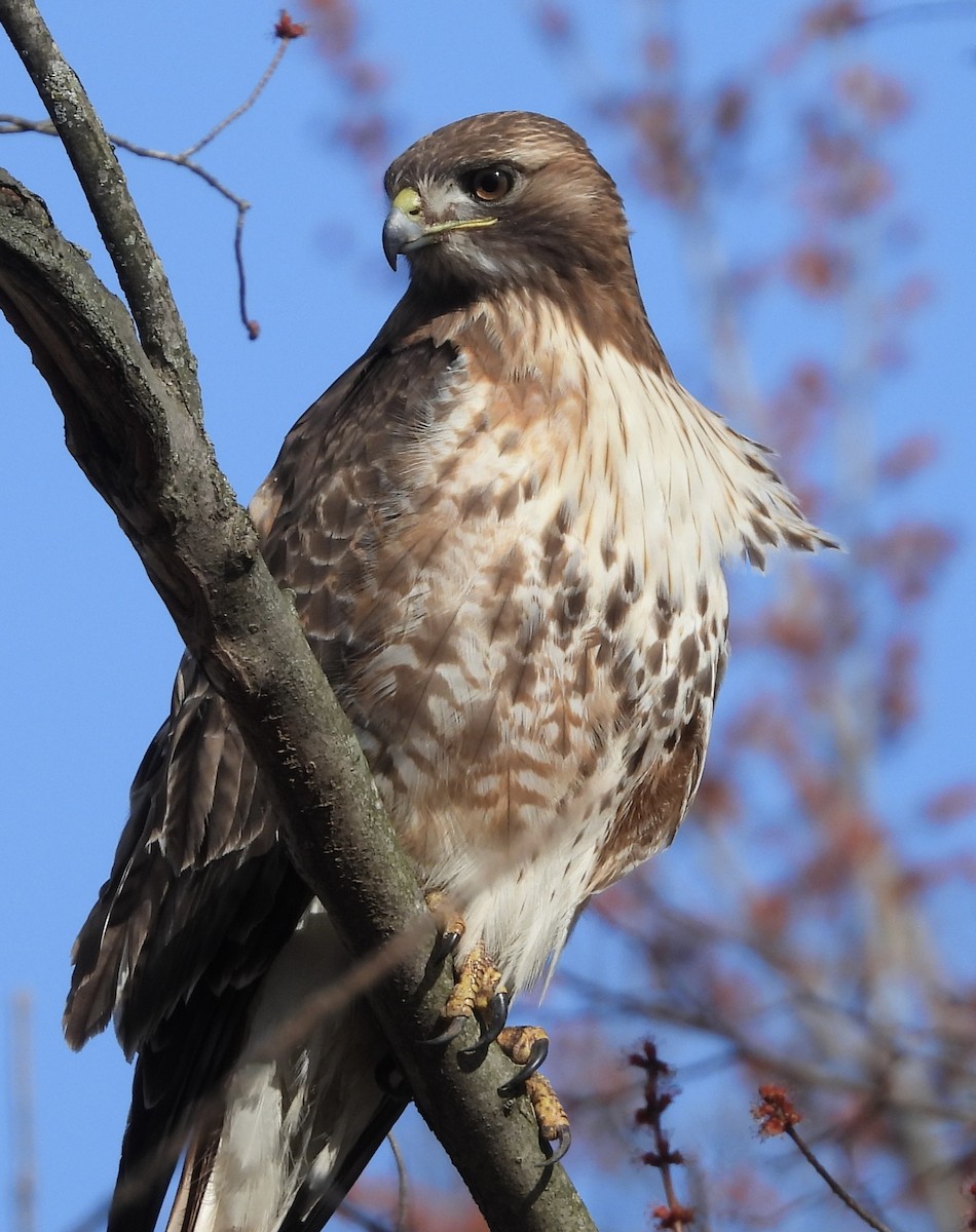 Red-tailed Hawk (abieticola) - ML616301391