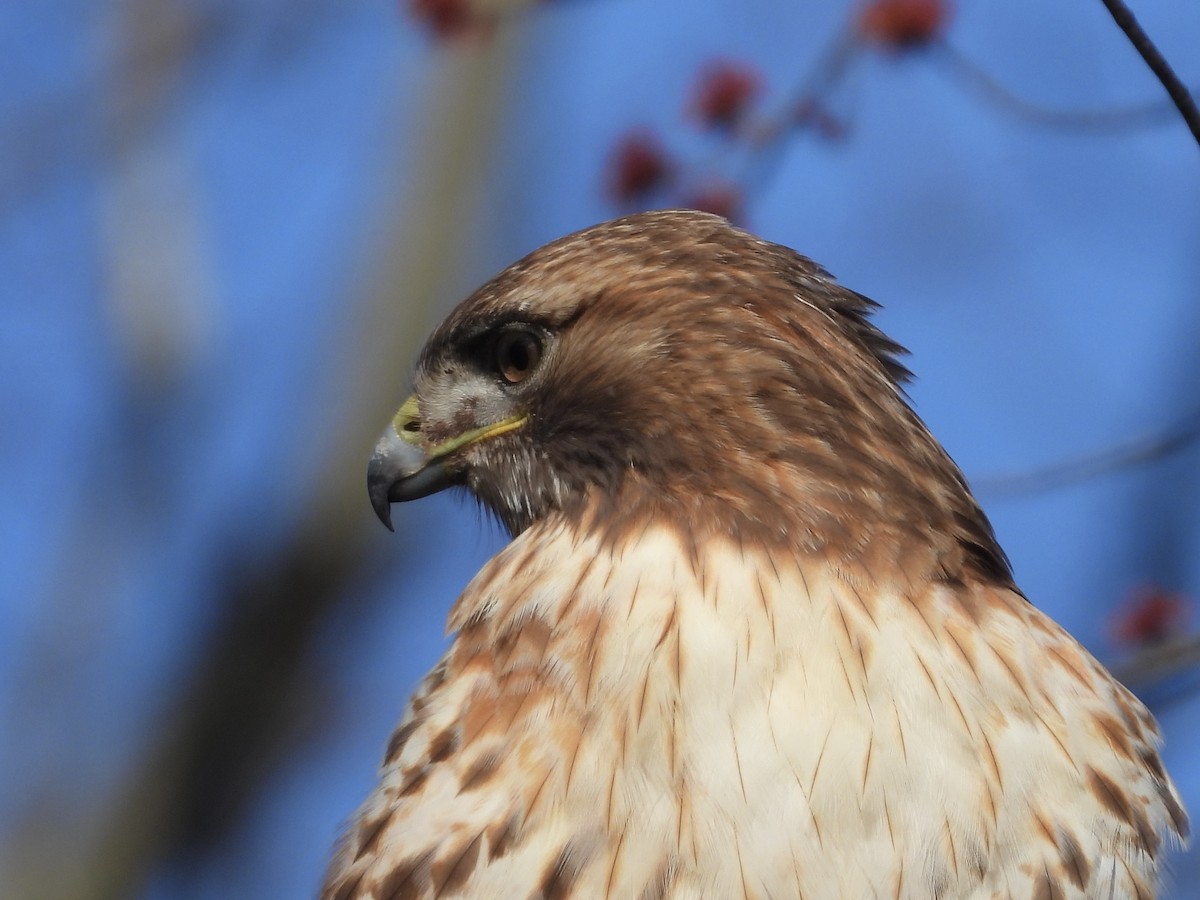Red-tailed Hawk (abieticola) - ML616301392