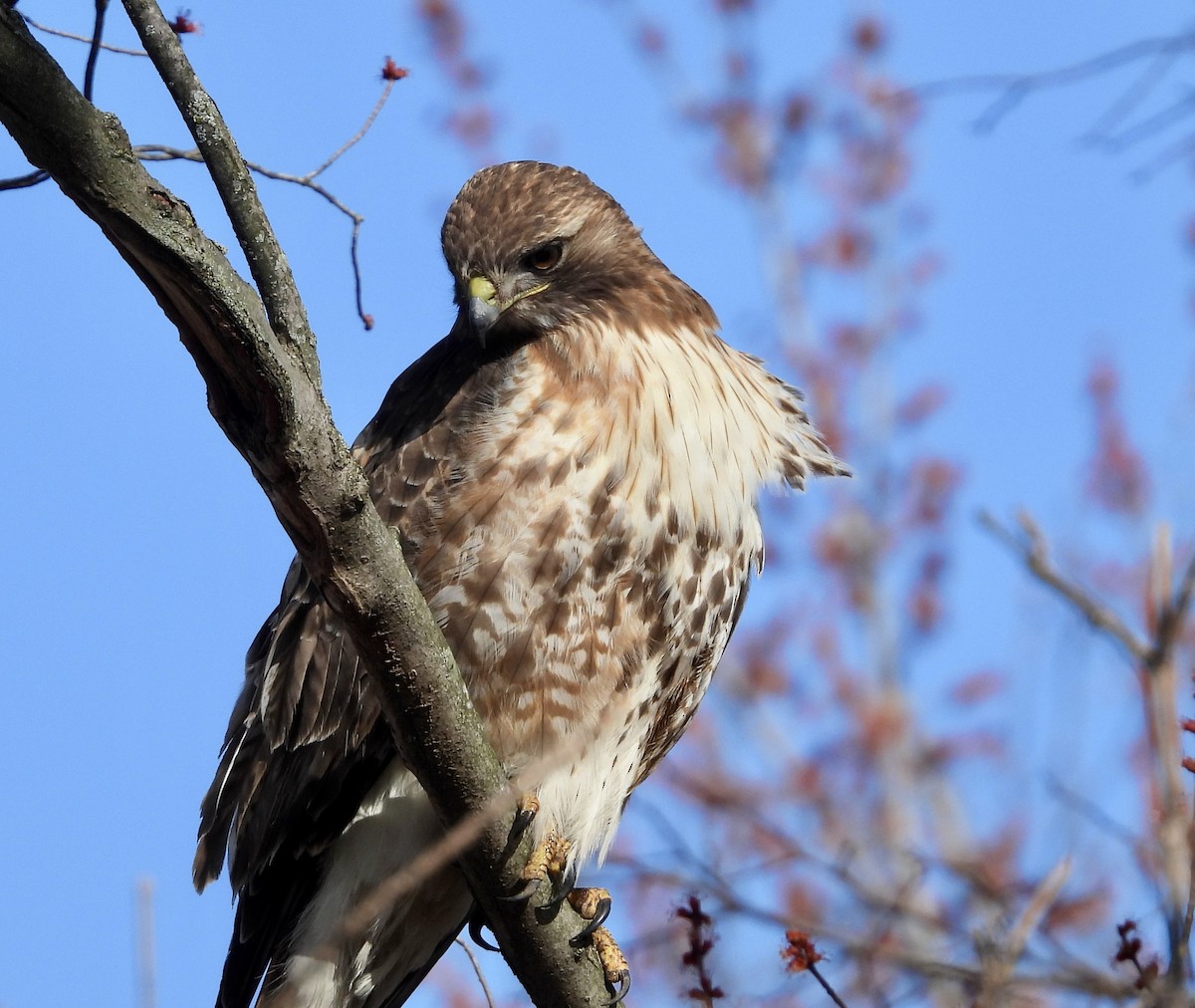 Red-tailed Hawk (abieticola) - ML616301394