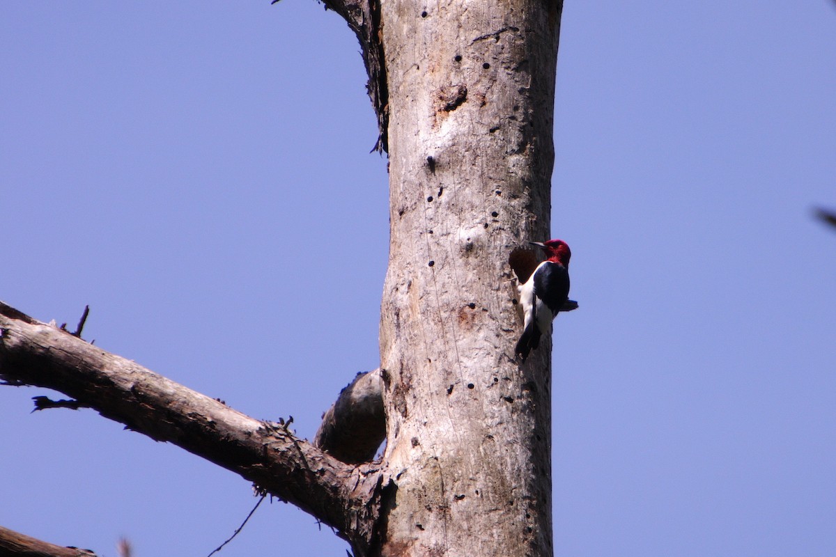 Red-headed Woodpecker - ML616301490