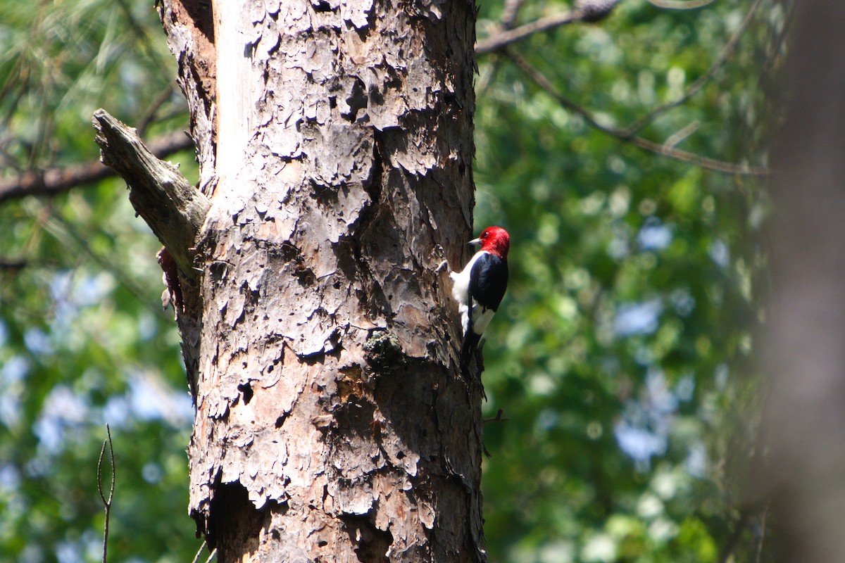 Red-headed Woodpecker - ML616301491