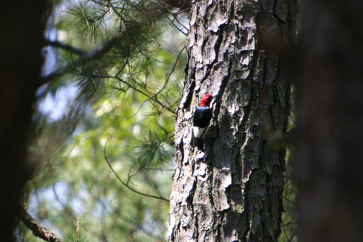 Red-headed Woodpecker - ML616301492