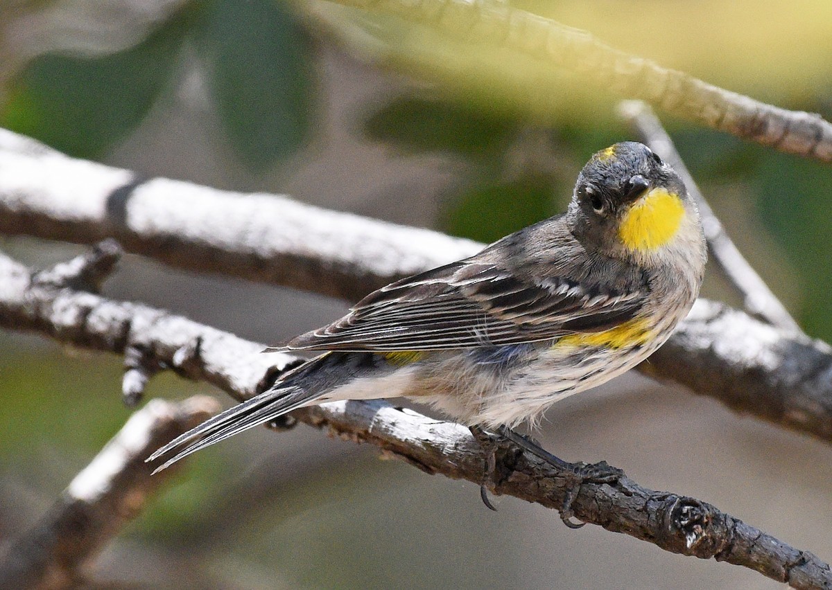 Yellow-rumped Warbler (Audubon's) - ML616301599