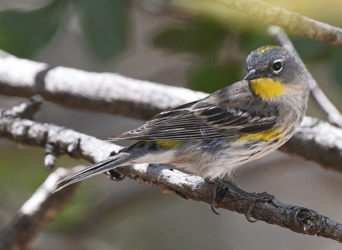 Yellow-rumped Warbler (Audubon's) - ML616301600