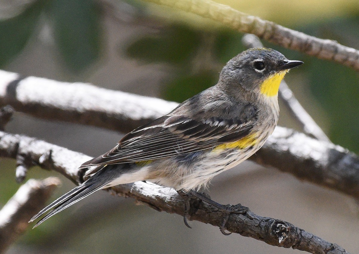 Yellow-rumped Warbler (Audubon's) - Steven Mlodinow