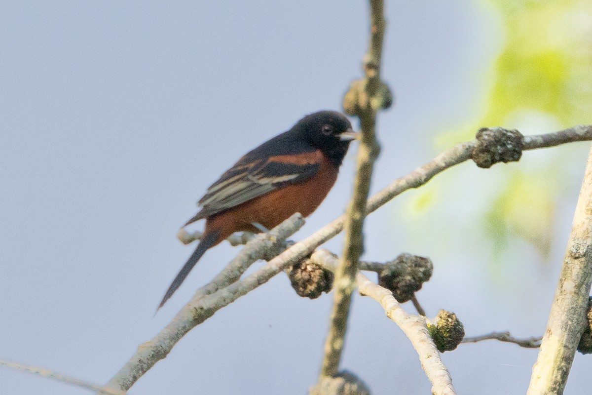 Orchard Oriole - ML616301736