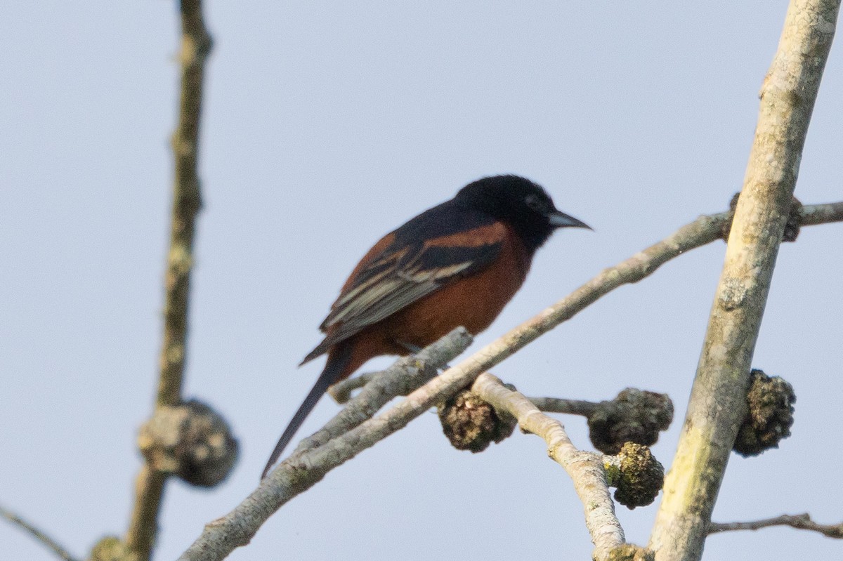 Orchard Oriole - ML616301737