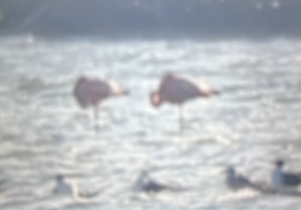 American Flamingo - ML616301742