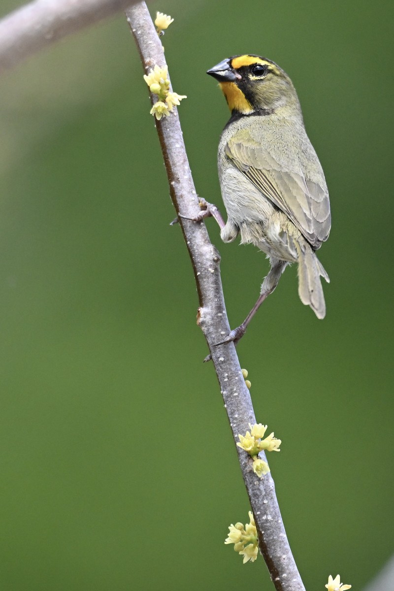 Yellow-faced Grassquit - Michele Carnerie