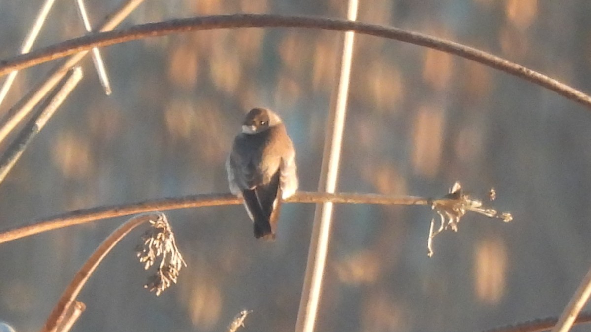 Northern Rough-winged Swallow - ML616301839