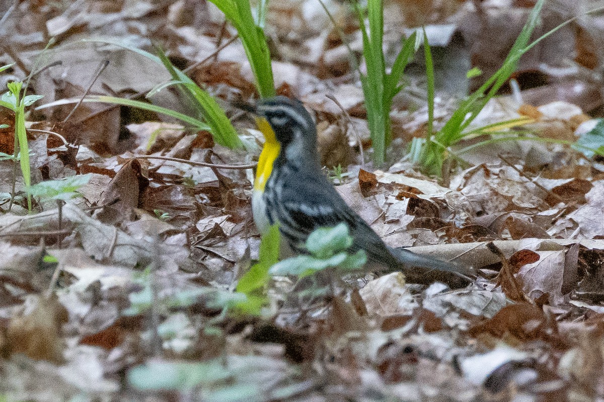 Yellow-throated Warbler - ML616301902