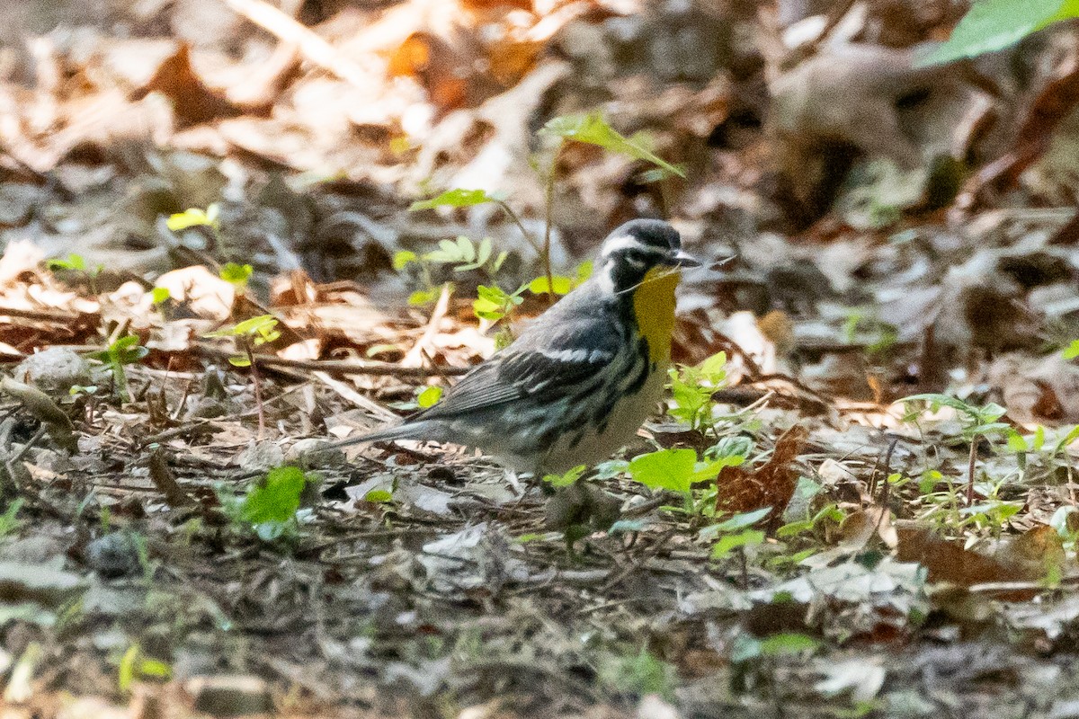 Yellow-throated Warbler - ML616301904