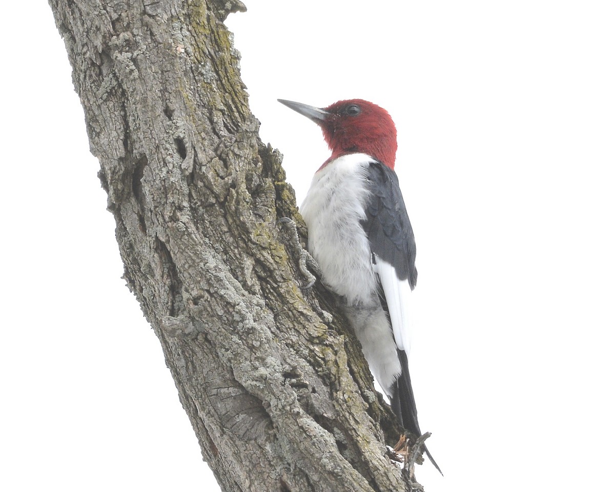 Red-headed Woodpecker - ML616301936