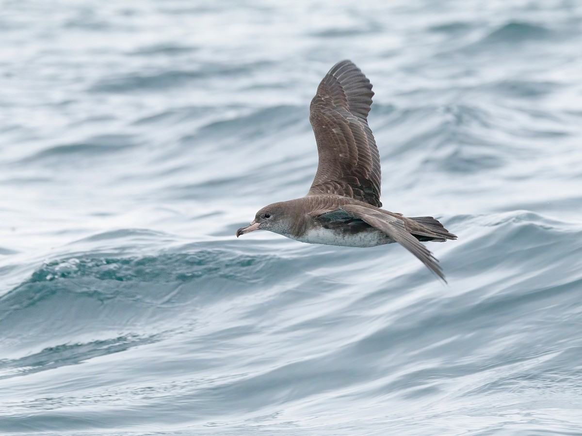 Pink-footed Shearwater - ML616302298