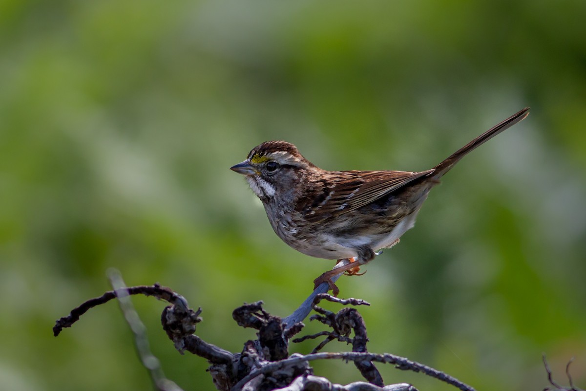 White-throated Sparrow - ML61630241
