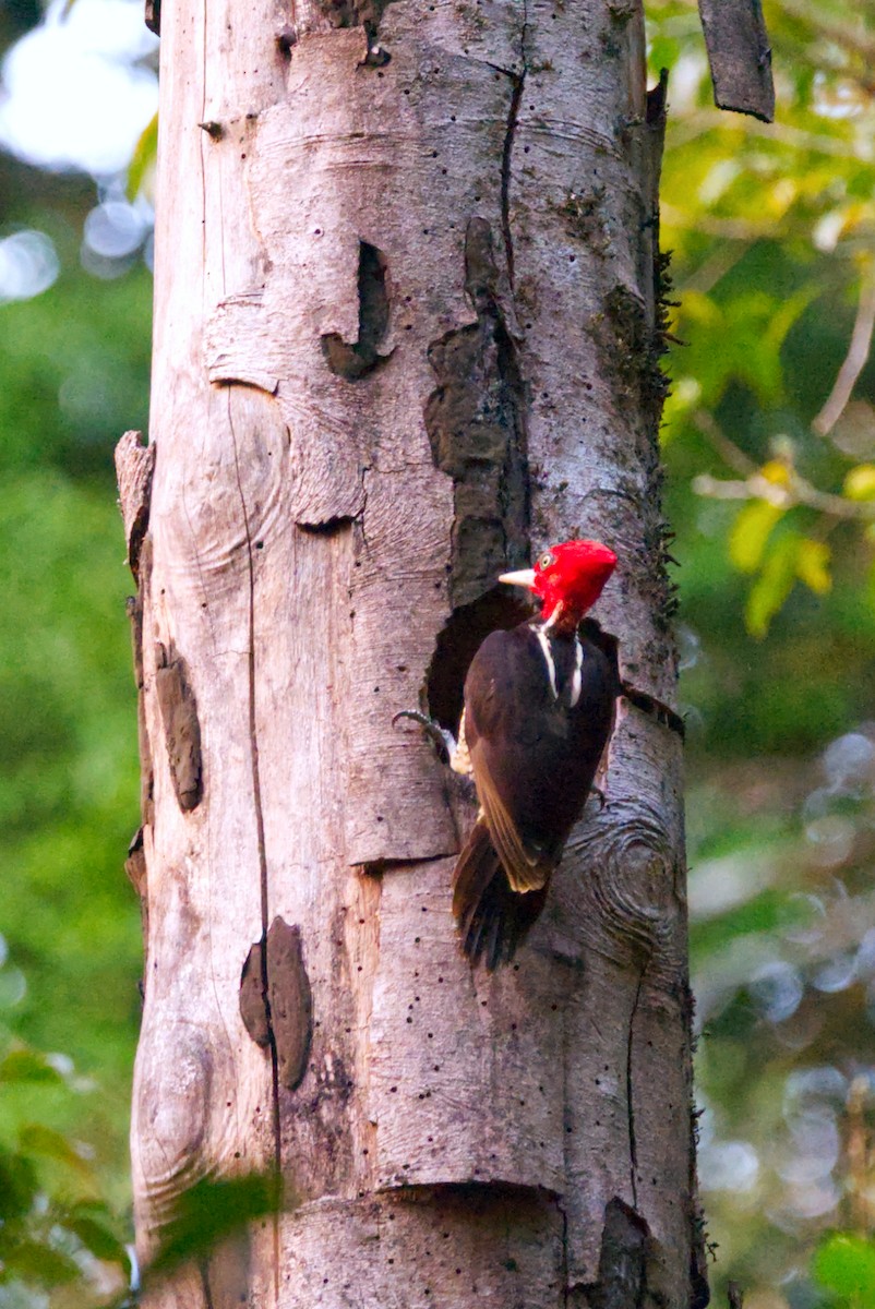 Pale-billed Woodpecker - ML616302473