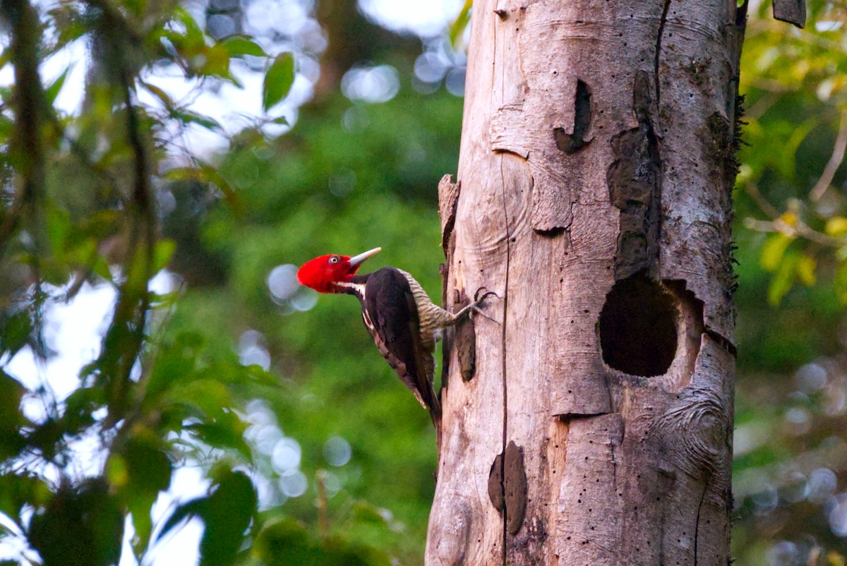 Pale-billed Woodpecker - ML616302474