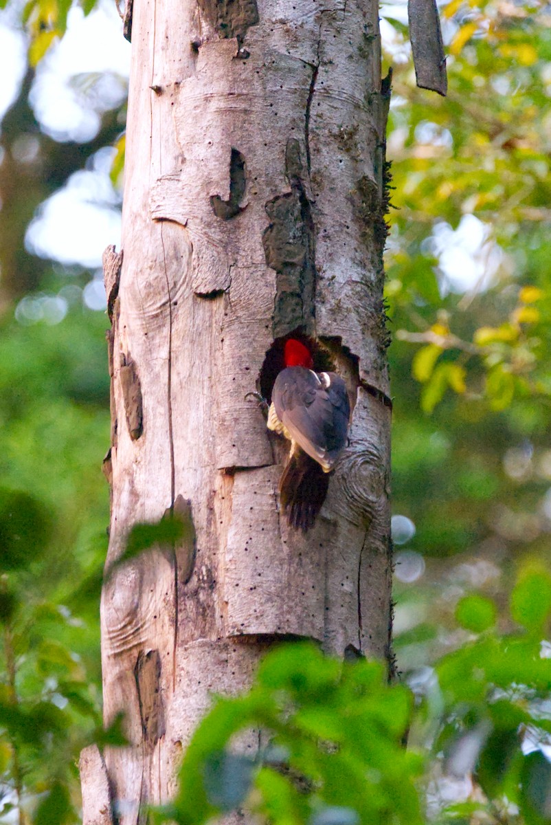 Pale-billed Woodpecker - ML616302475