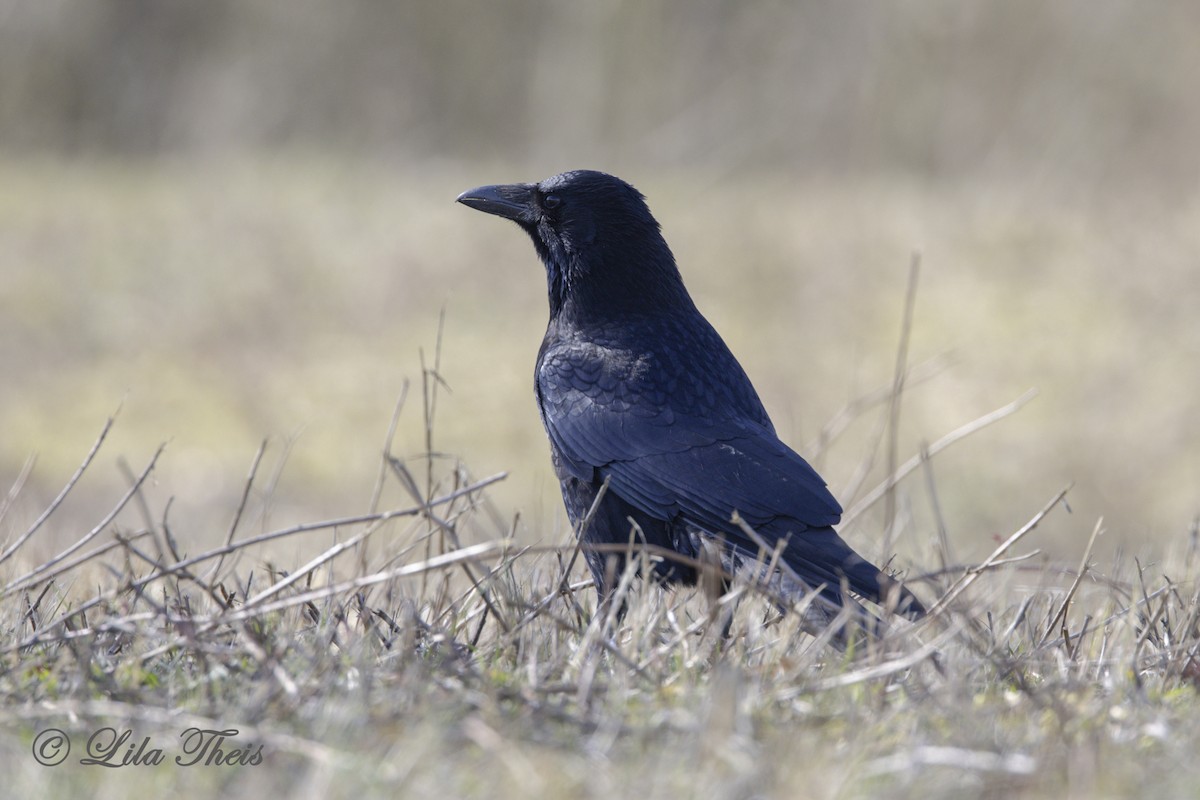 Common Raven - Lila Theis