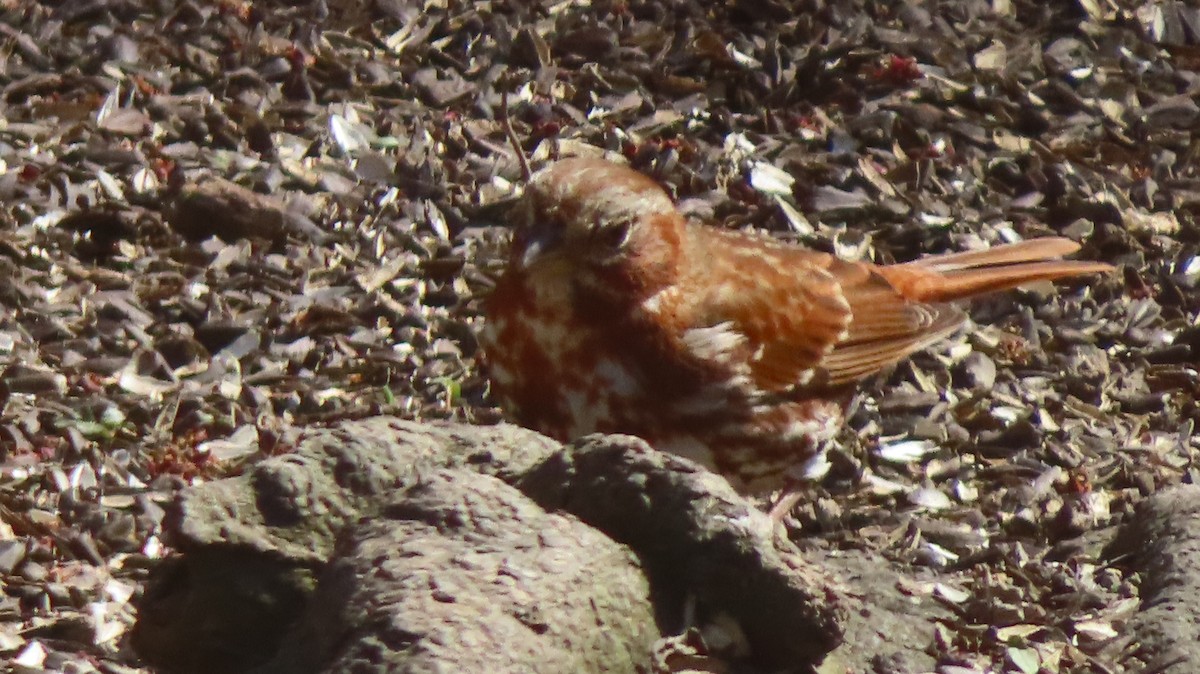 Fox Sparrow (Red) - ML616302764