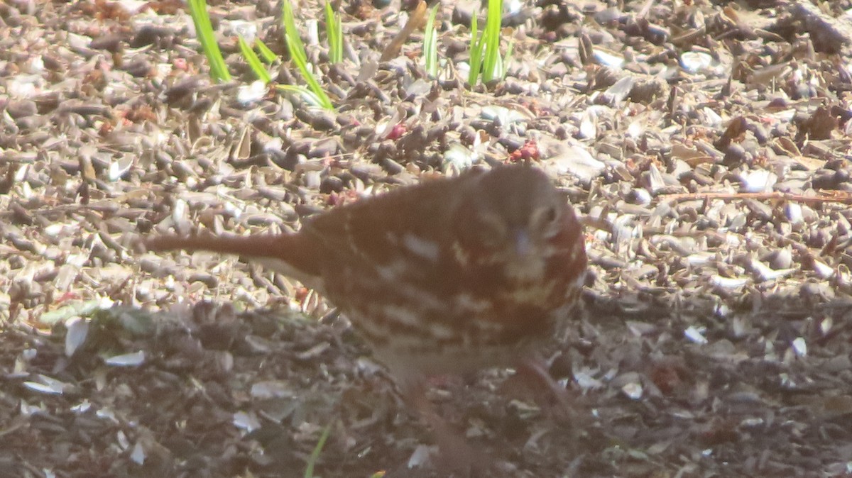Fox Sparrow (Red) - ML616302778