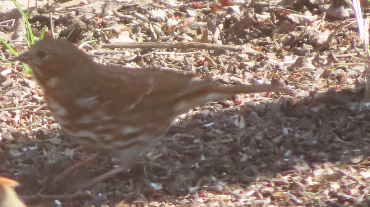 Fox Sparrow (Red) - ML616302790