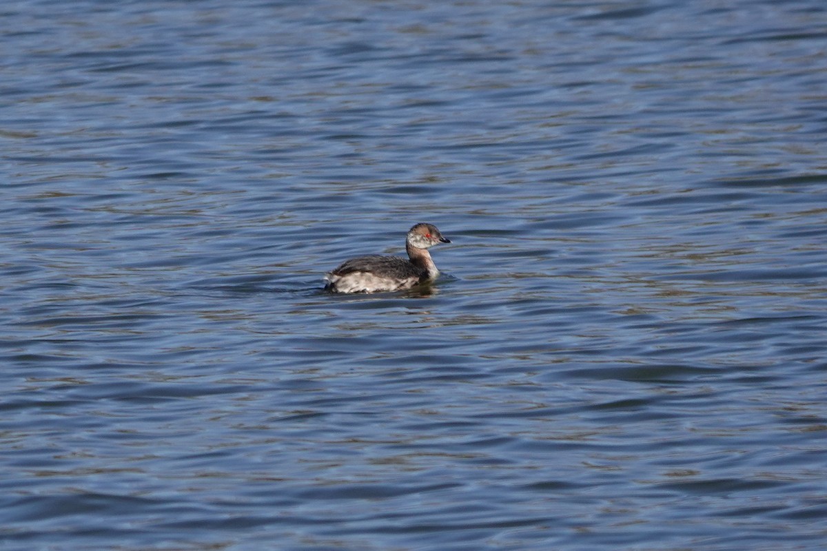 eBird Checklist 21 Mar 2024 Celery Bog Nature Area 36 species