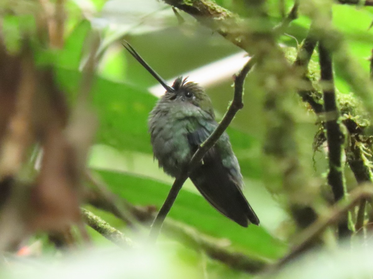 kolibřík modročelý - ML616302901