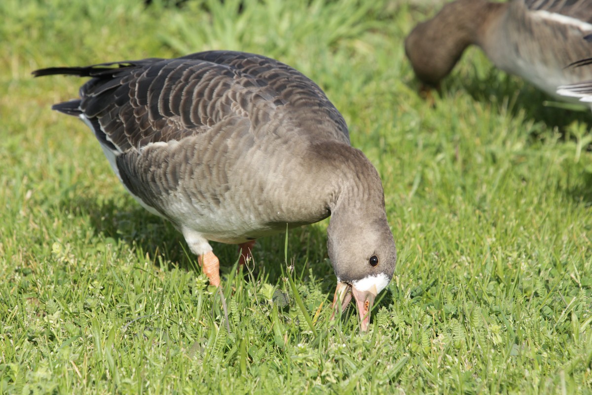 Greater White-fronted Goose - ML616302967
