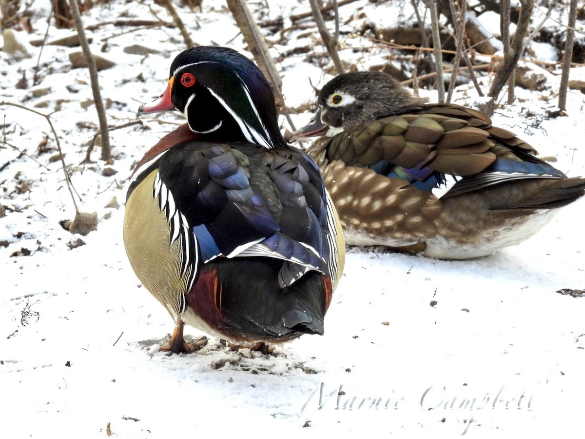Wood Duck - Marnie and Sandy Campbell