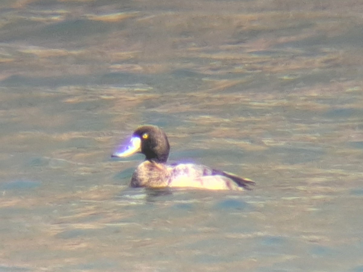 Greater Scaup - ML616302980
