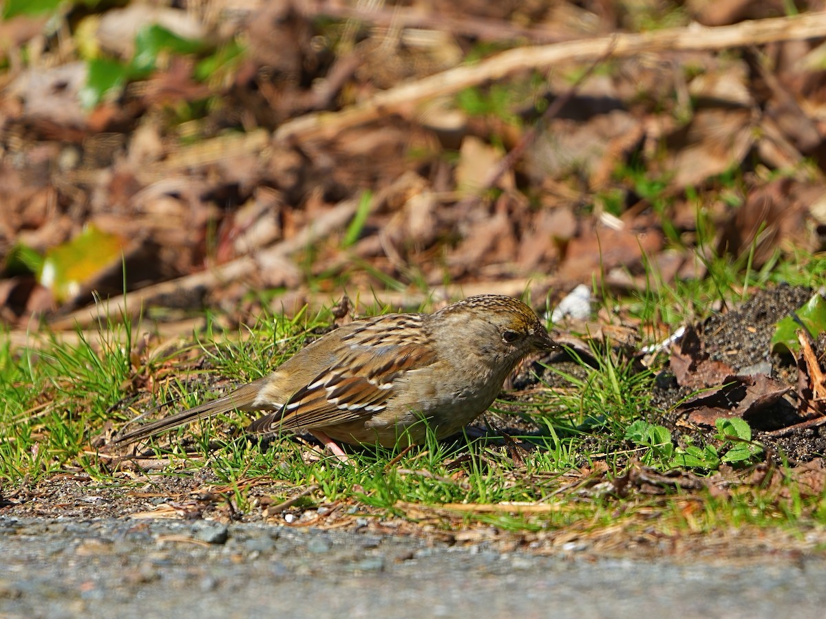 Golden-crowned Sparrow - ML616303001