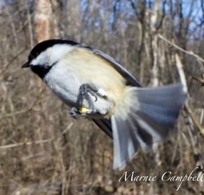 Black-capped Chickadee - Marnie and Sandy Campbell