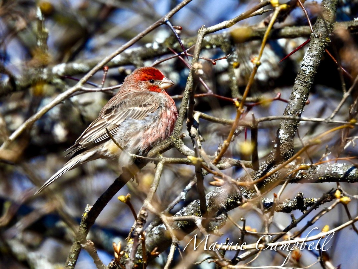 House Finch - Marnie and Sandy Campbell