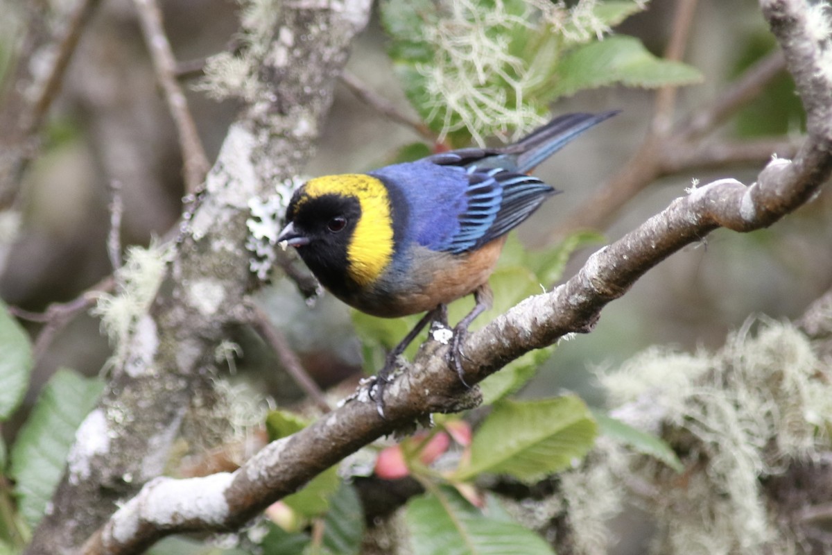 Golden-collared Tanager - ML616303318