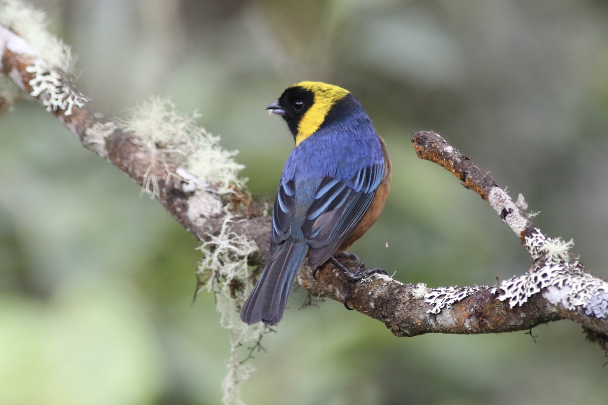 Golden-collared Tanager - ML616303319