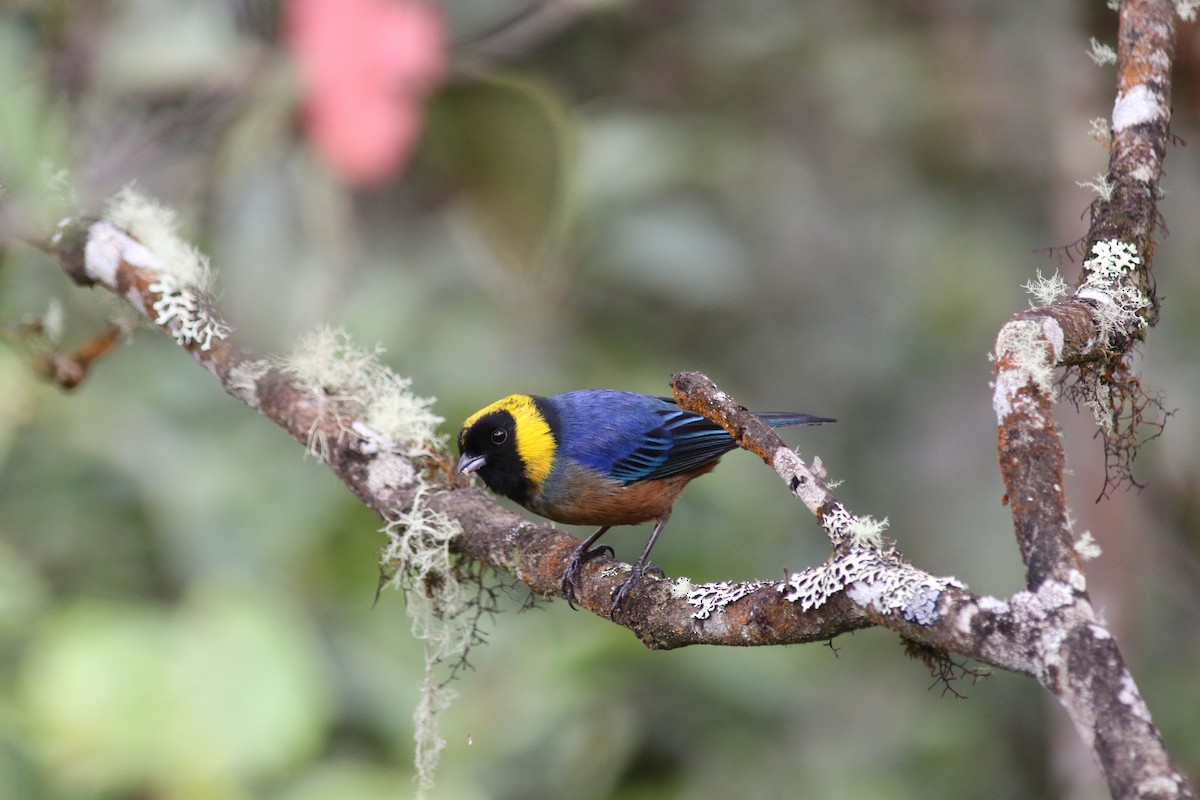 Golden-collared Tanager - ML616303320