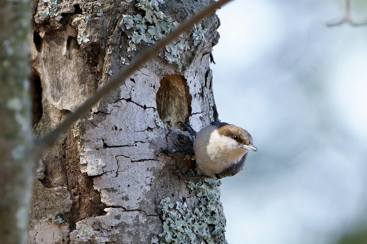 Brown-headed Nuthatch - ML616303505