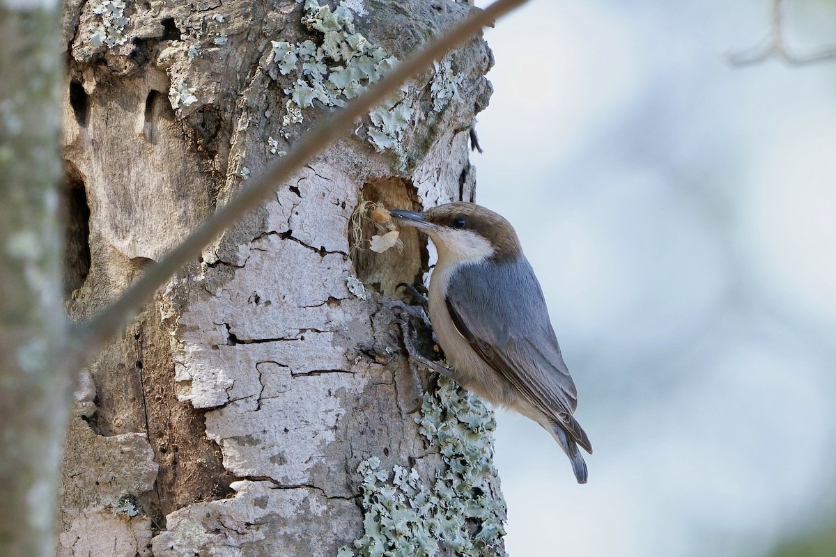 Brown-headed Nuthatch - ML616303506
