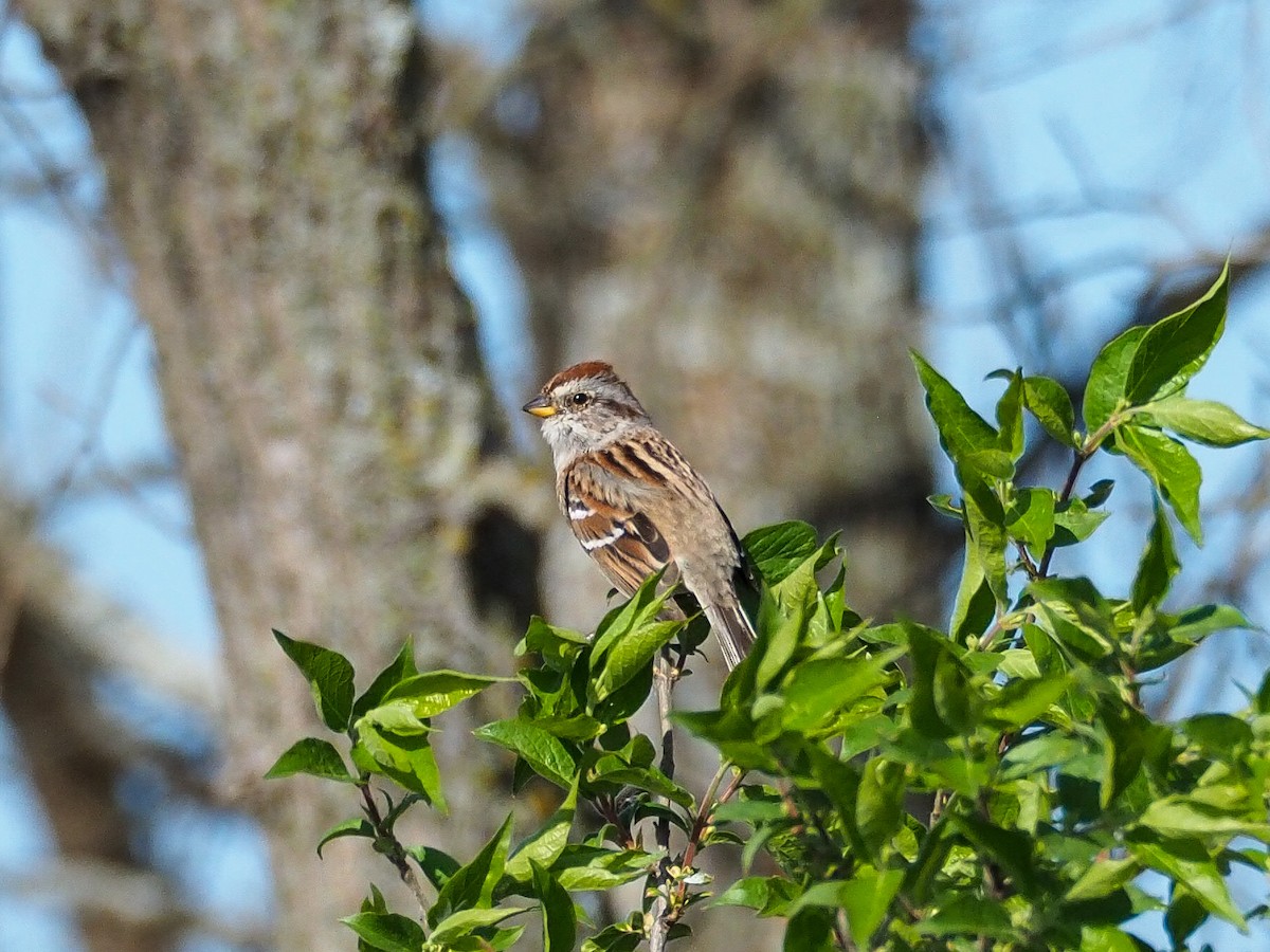 American Tree Sparrow - ML616303522