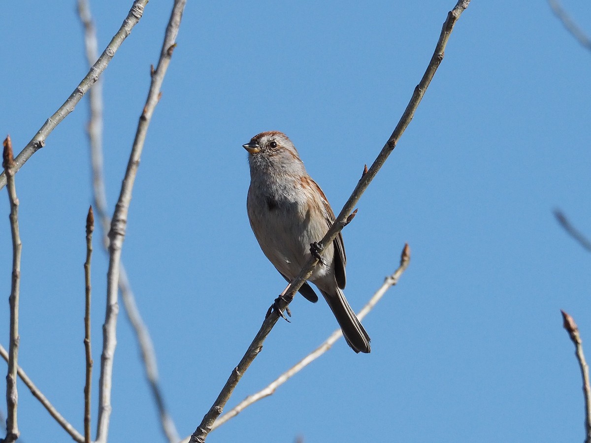 American Tree Sparrow - ML616303523