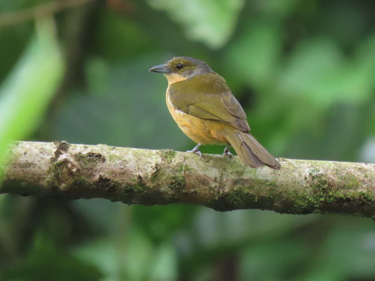 Fulvous-crested Tanager - ML616303571