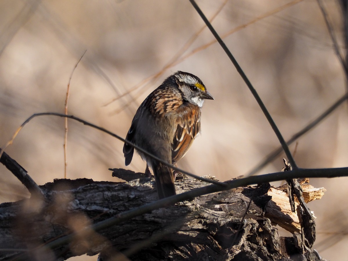 White-throated Sparrow - ML616303591
