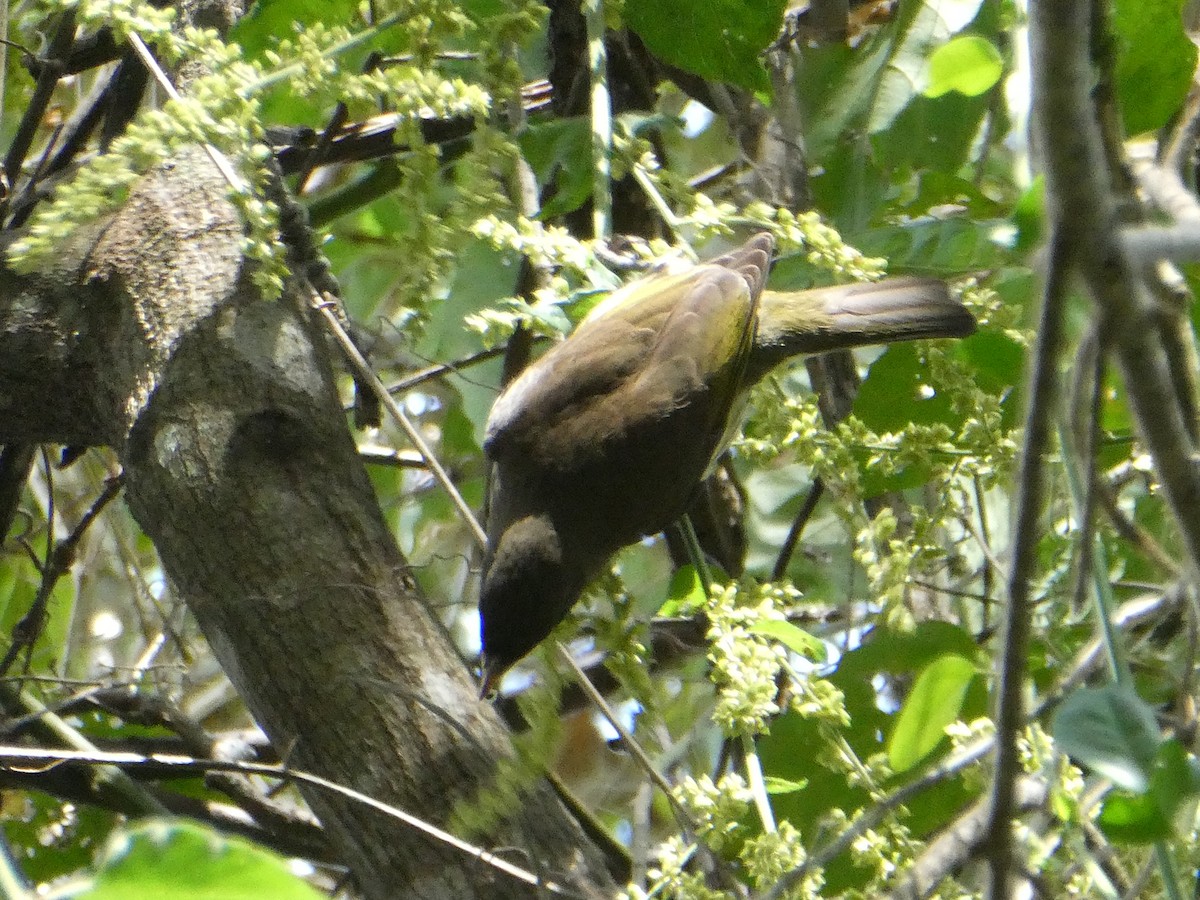 Green-tailed Warbler - ML616303672