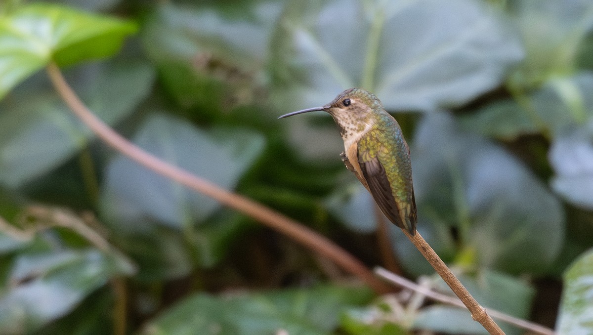 Anna's Hummingbird - ML616303711