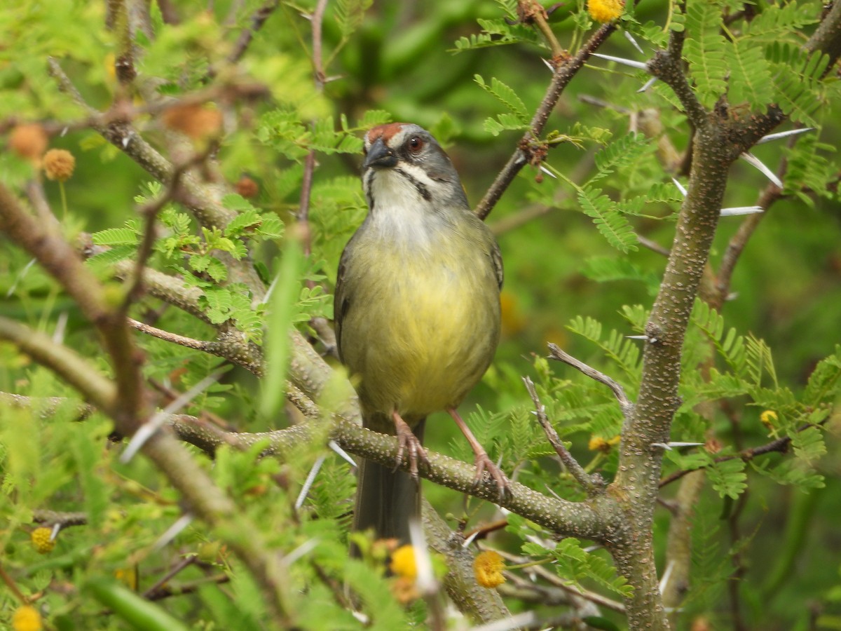 Zapata Sparrow - ML616303864