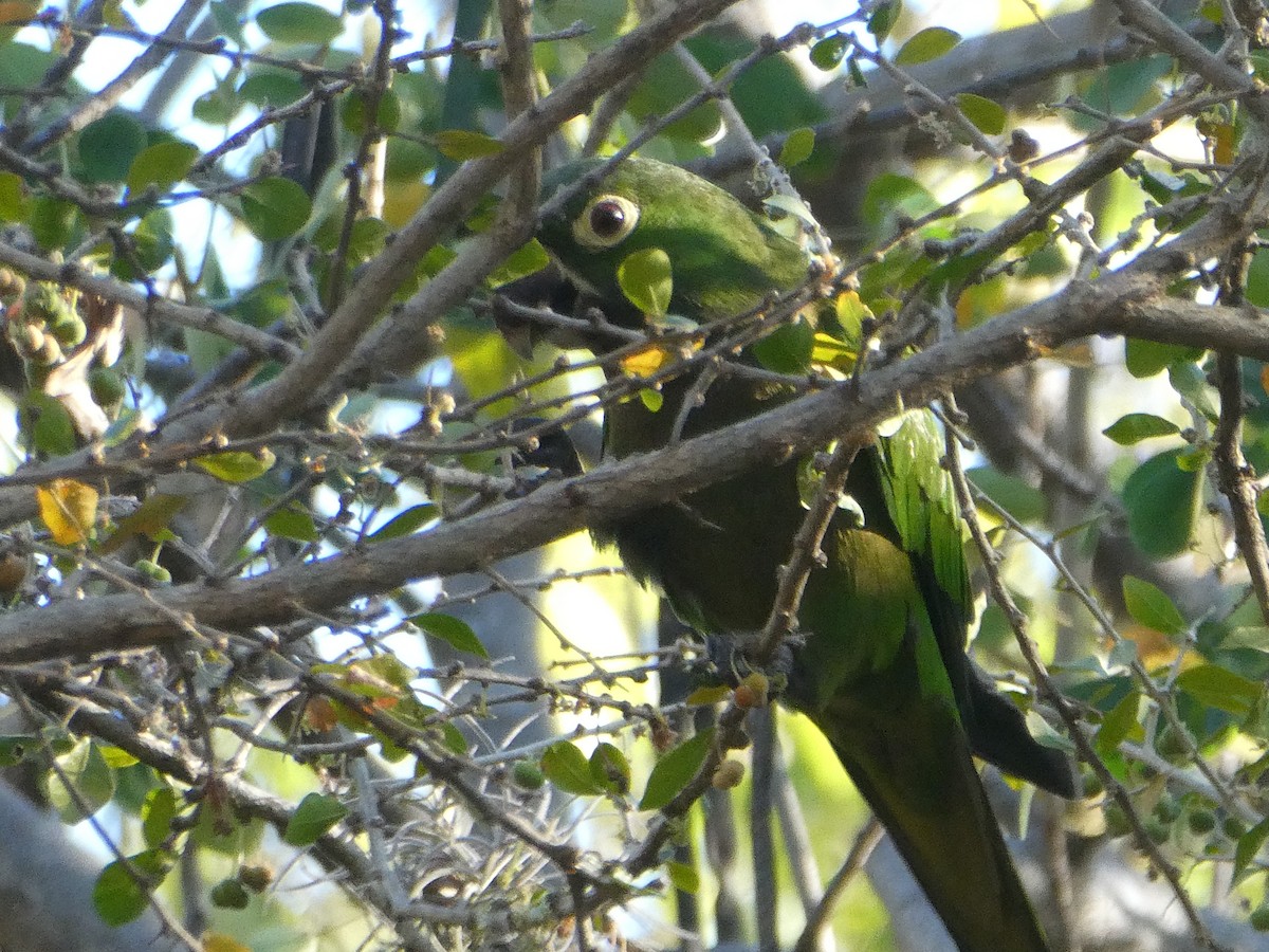 Olive-throated Parakeet - ML616303946