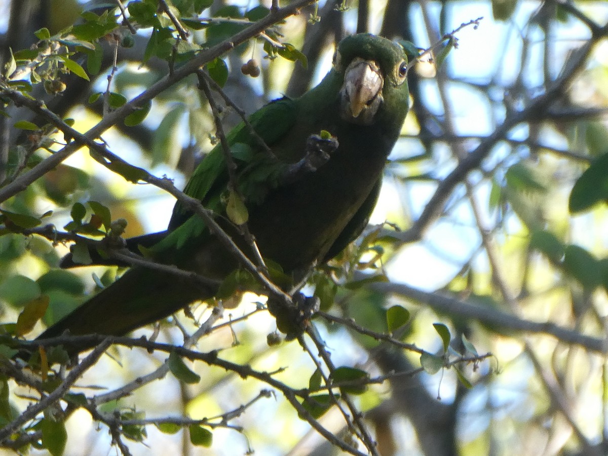 Olive-throated Parakeet - J Joseph