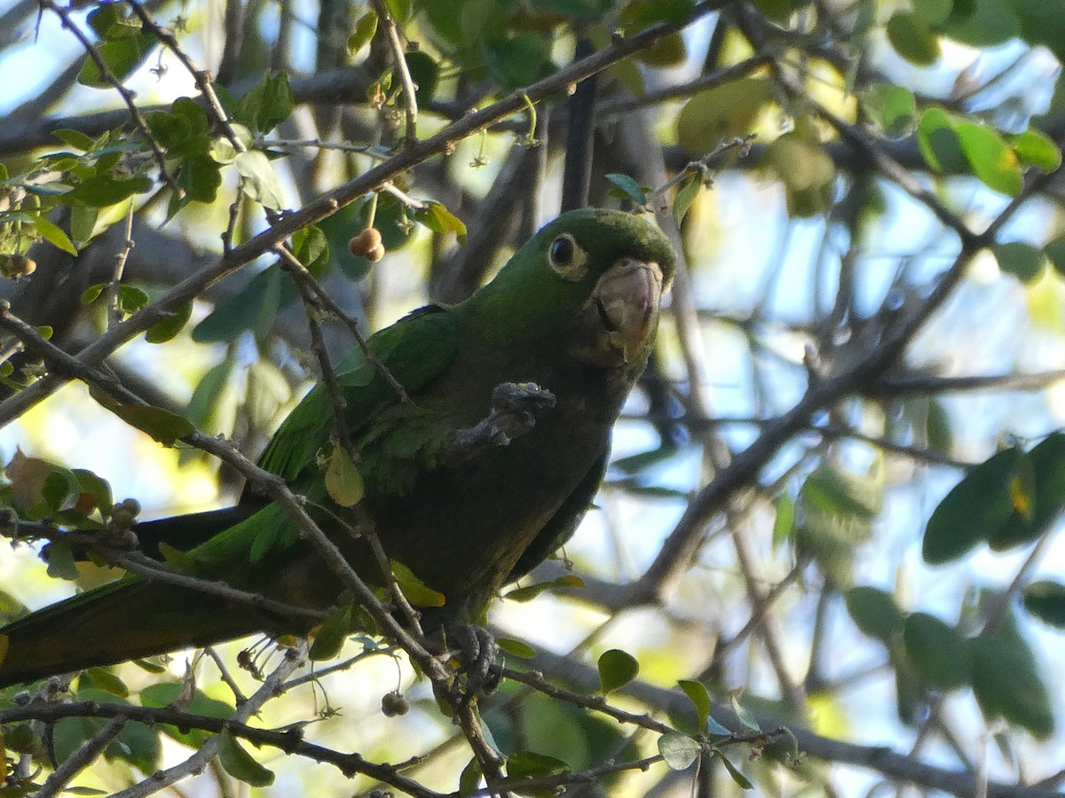 Olive-throated Parakeet - ML616303956