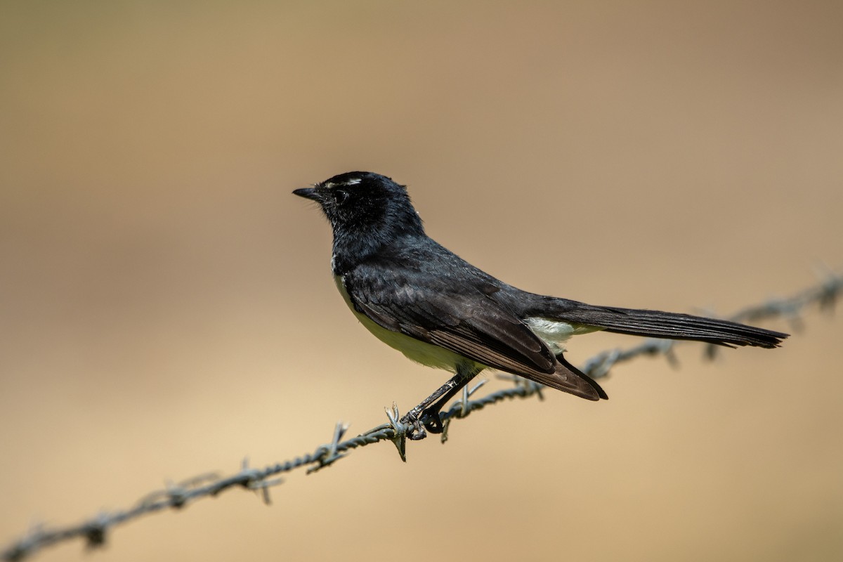 Willie-wagtail - Russell Campbell